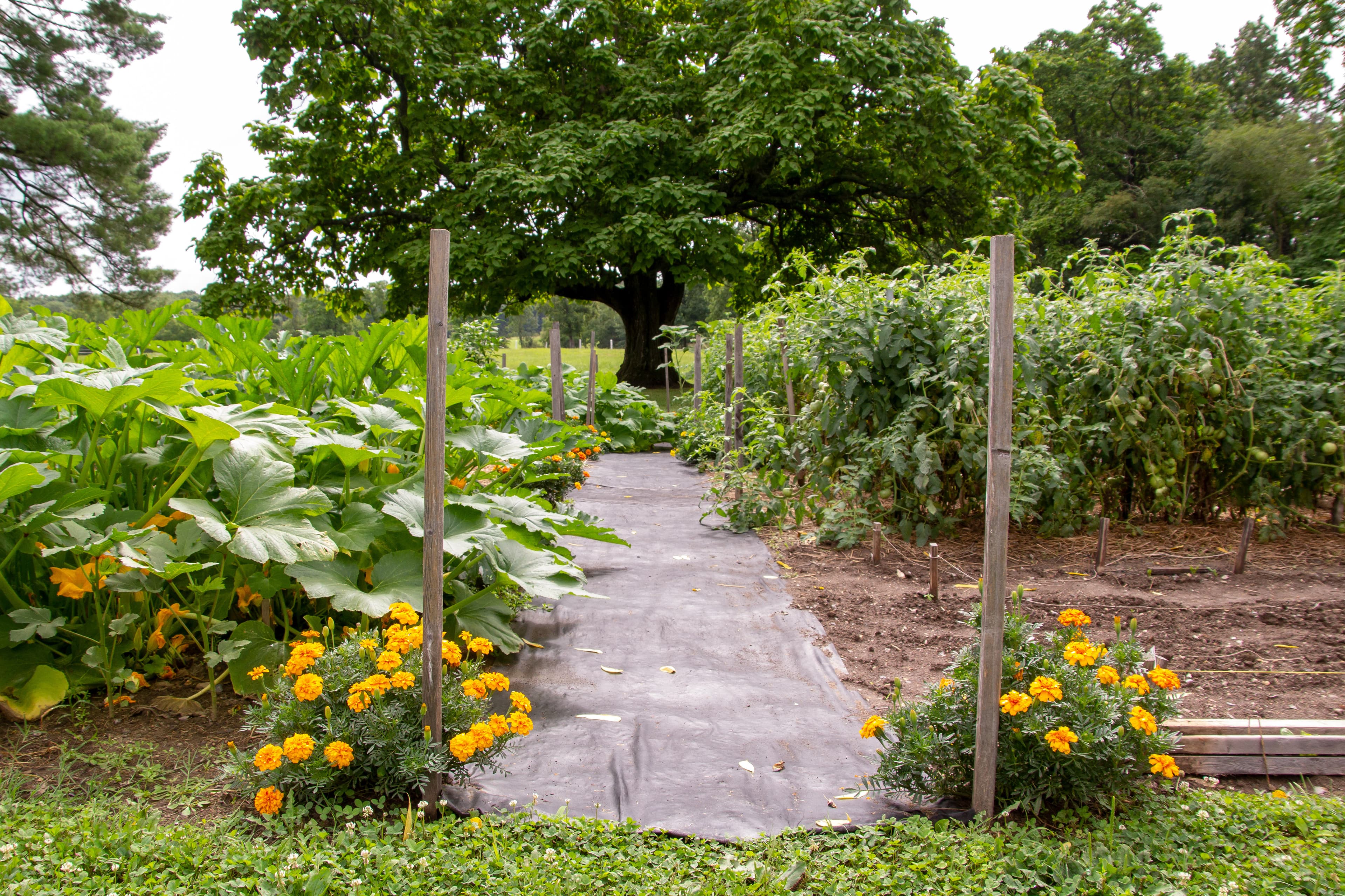 A path between leafy vegetable beds and marigolds at Eisenhower National Historic Site